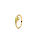 Anillo A33
